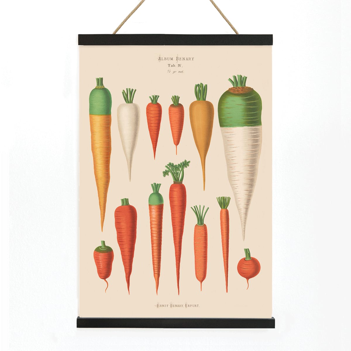 Vintage botanical poster of carrots from Album Benary by Ernst Benary featuring diverse colorful carrot illustrations and shapes, with wooden magnetic frame on white background