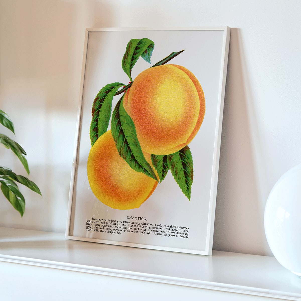 Champion plum and peach lithograph by Owen Jones from Botanical Specimen showing ripe yellow plums and peaches with green leaves, framed and displayed in modern living room decor