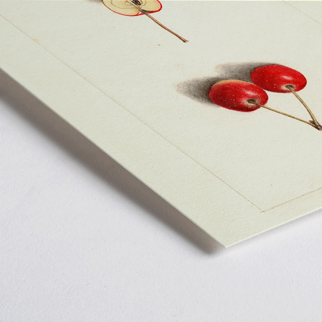 Closeup detail of Watercolor illustration by Ellen Isham Schutt of Malus Cherry Crab showing two whole cherries and one halved cherry poster