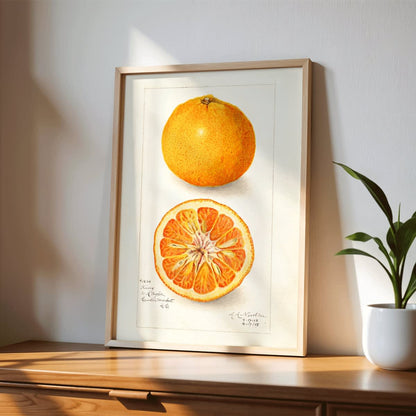 Detailed illustration of Citrus nobilis by Amanda Almira Newton showing whole and halved fruit with cross-section on citrus fruit poster, framed and displayed in modern living room decor