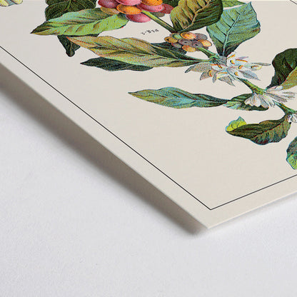 Closeup detail of Botanical illustration of Coffea arabica plant with fruits and flowers by Davis Sacker and Perkins