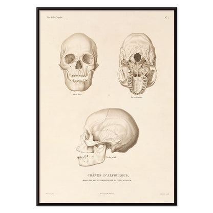 Skull illustrations by Louis-Isidore Duperrey from Voyage autour du monde Pl 104 poster and artwork, with black aluminium frame on white background