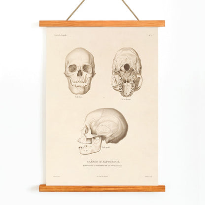 Skull illustrations by Louis-Isidore Duperrey from Voyage autour du monde Pl 104 poster and artwork, with wooden magnetic frame on white background