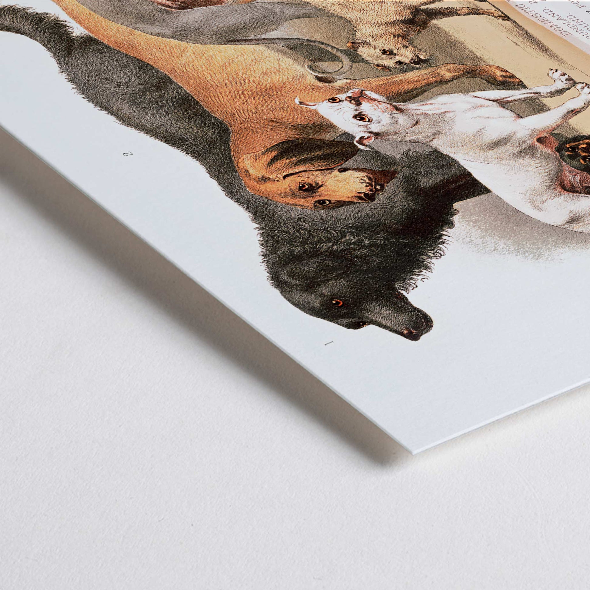 Closeup detail of Poster of various domestic dog breeds illustrated from the Carnivora family artwork