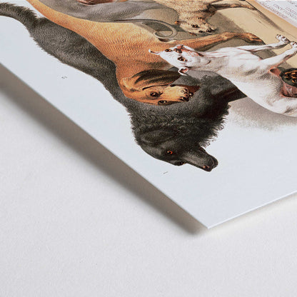 Closeup detail of Poster of various domestic dog breeds illustrated from the Carnivora family artwork