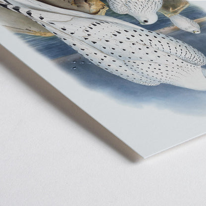 Closeup detail of Greenland Falcon artwork by John Gould showing three white falcons perched on rocky cliffs by the sea with a cloudy sky