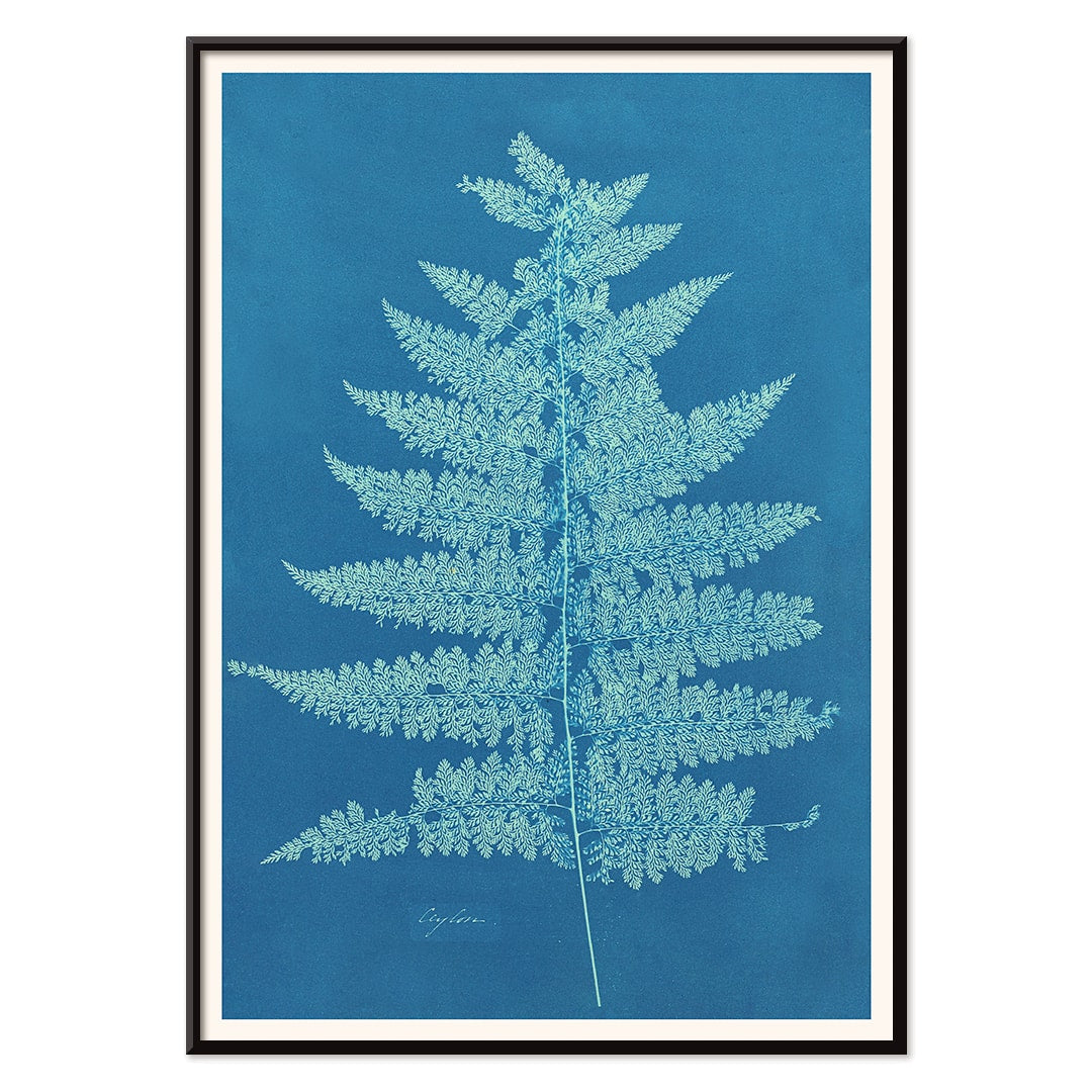 Fern Cianotipia botanical cyanotype artwork by Anna Atkins showing a detailed fern against a blue background poster, with black aluminium frame on white background
