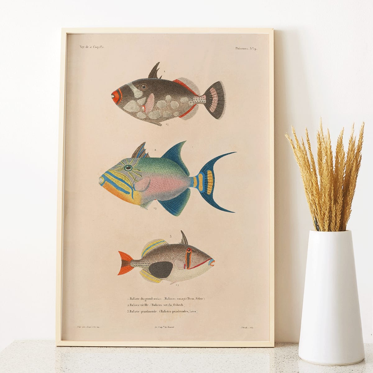 Colorful fish illustrations poster by Louis-Isidore Duperrey from Voyage autour du monde Pl 016, framed and displayed in modern living room decor