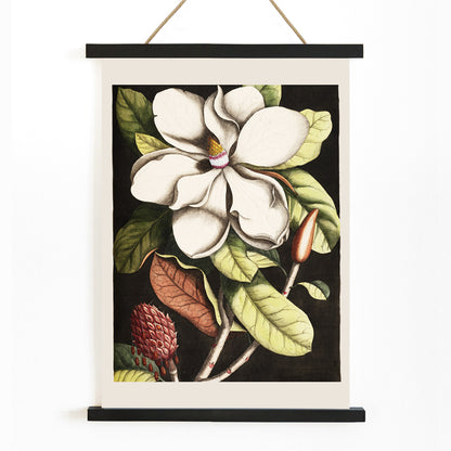 Botanical illustration and poster of Laurel Tree Magnolia altissima with white flower and green leaves by Mark Catesby for wall decor, with wooden magnetic frame on white background