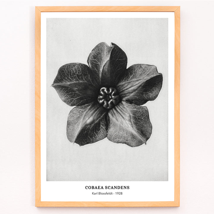 Closeup detail of Black and white close up photograph and poster of Cobea scandens Mexican Ivy flower calyx by Karl Blossfeldt Urformen der Kunst