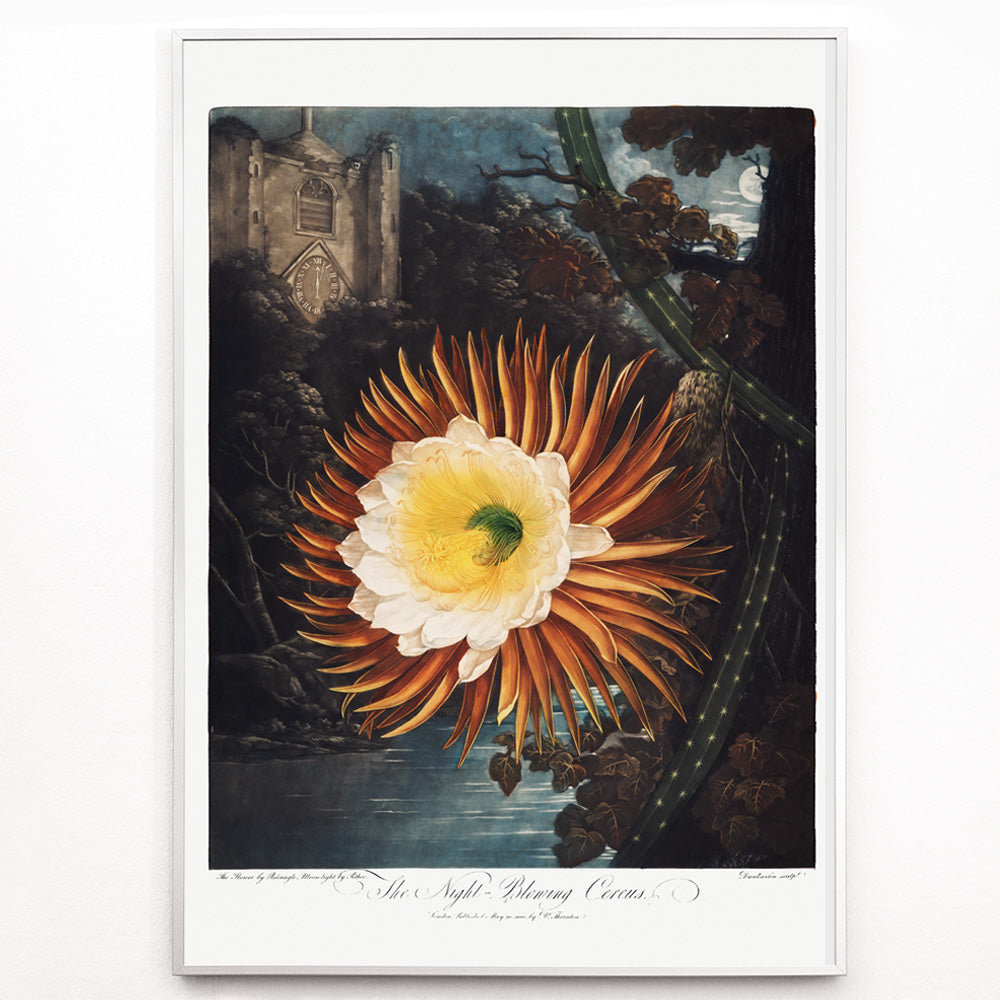 Closeup detail of Night Blowing Cereus flower illustrated by Robert John Thornton with moonlit landscape and dramatic night background botanical art poster