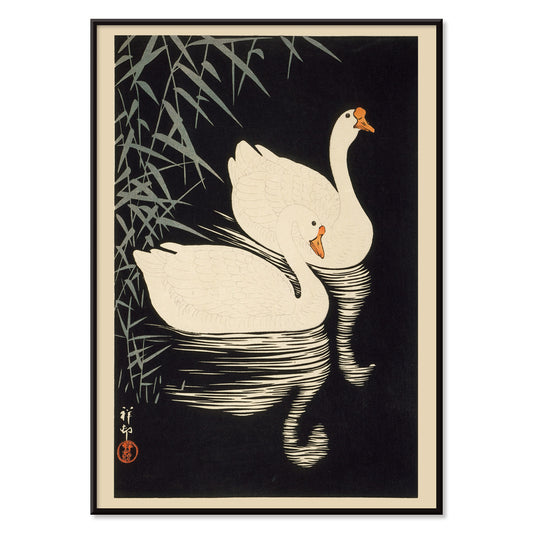 White Chinese Geese Swimming by Ohara Koson featuring two elegant white geese on water with bamboo leaves and reeds poster artwork, with black aluminium frame on white background