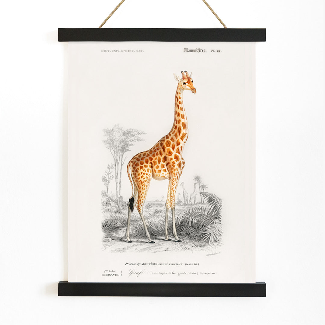 Vintage wildlife illustration of Giraffe Giraffa camelopardalis by Charles Dessalines D Orbigny in natural landscape poster, with wooden magnetic frame on white background