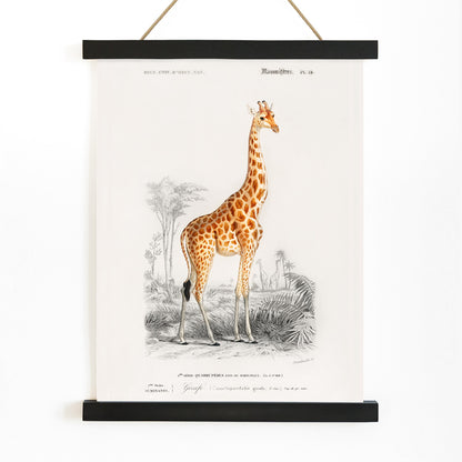 Vintage wildlife illustration of Giraffe Giraffa camelopardalis by Charles Dessalines D Orbigny in natural landscape poster, with wooden magnetic frame on white background