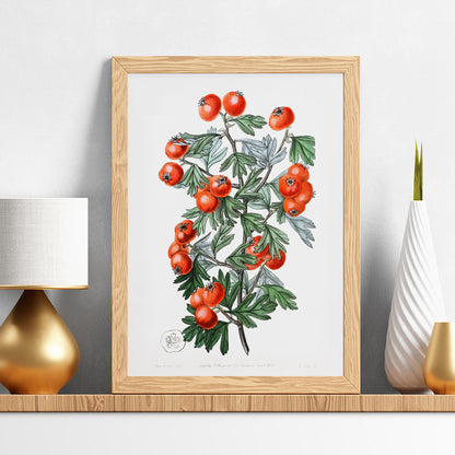 , framed and displayed in home decor