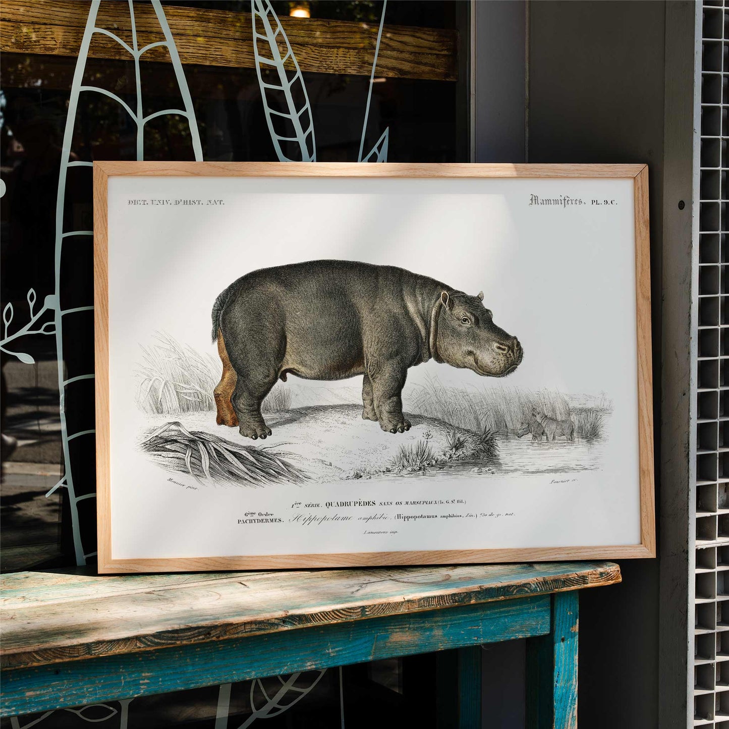Detailed illustration of a hippopotamus in its natural habitat by Charles Dessalines D Orbigny titled Hippopotamus Hippopotame Amphibie poster, framed and displayed in home decor