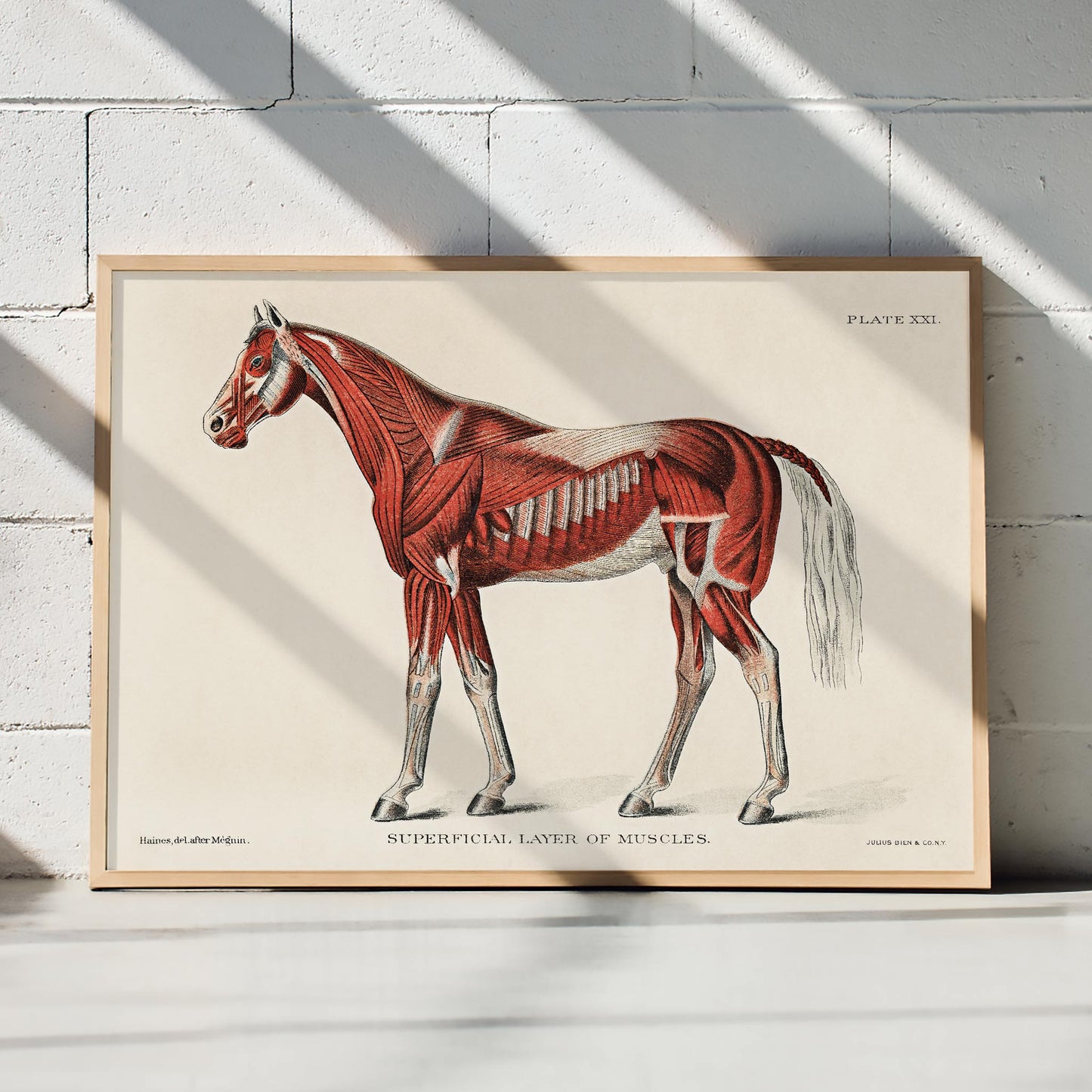 Superficial Layer of Muscles medical illustration of equine muscular system by unknown artist detailed horse anatomy poster, framed and displayed in home decor