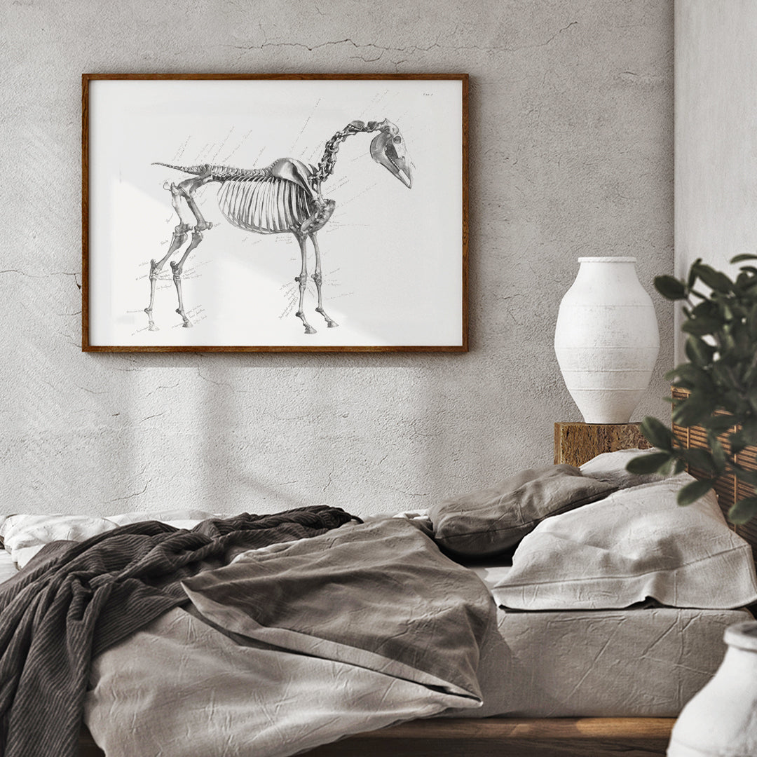 Detailed horse skeleton illustration with anatomical labels by George Stubbs from The anatomy of the horse artwork, framed and displayed in home decor