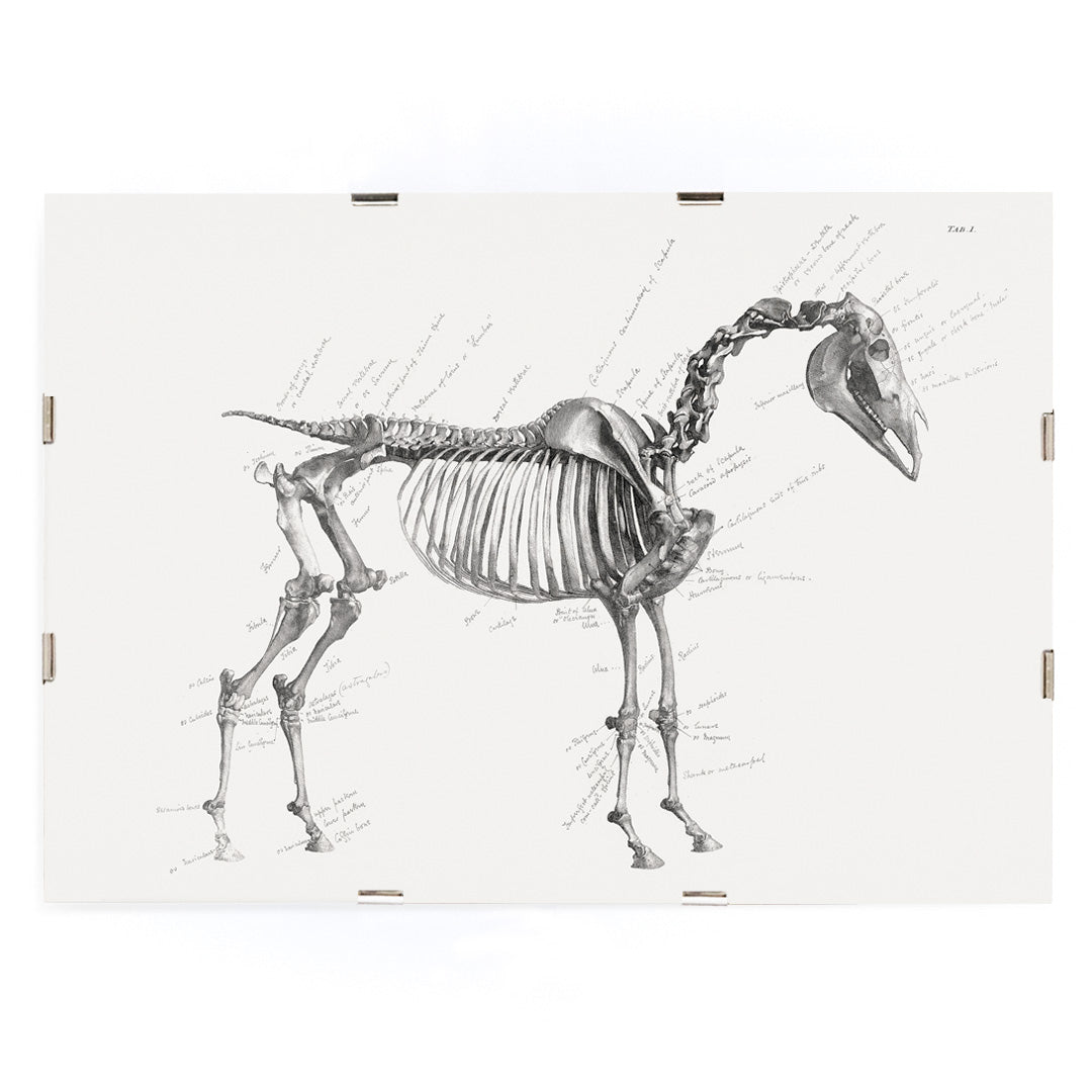 Detailed horse skeleton illustration with anatomical labels by George Stubbs from The anatomy of the horse artwork, framed and displayed in modern living room decor