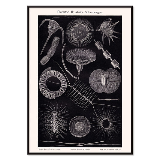 Detailed scientific illustration poster of marine floating algae plankton from Plankton I Marine Floating Algae by Institute of Liepzig, with black aluminium frame on white background
