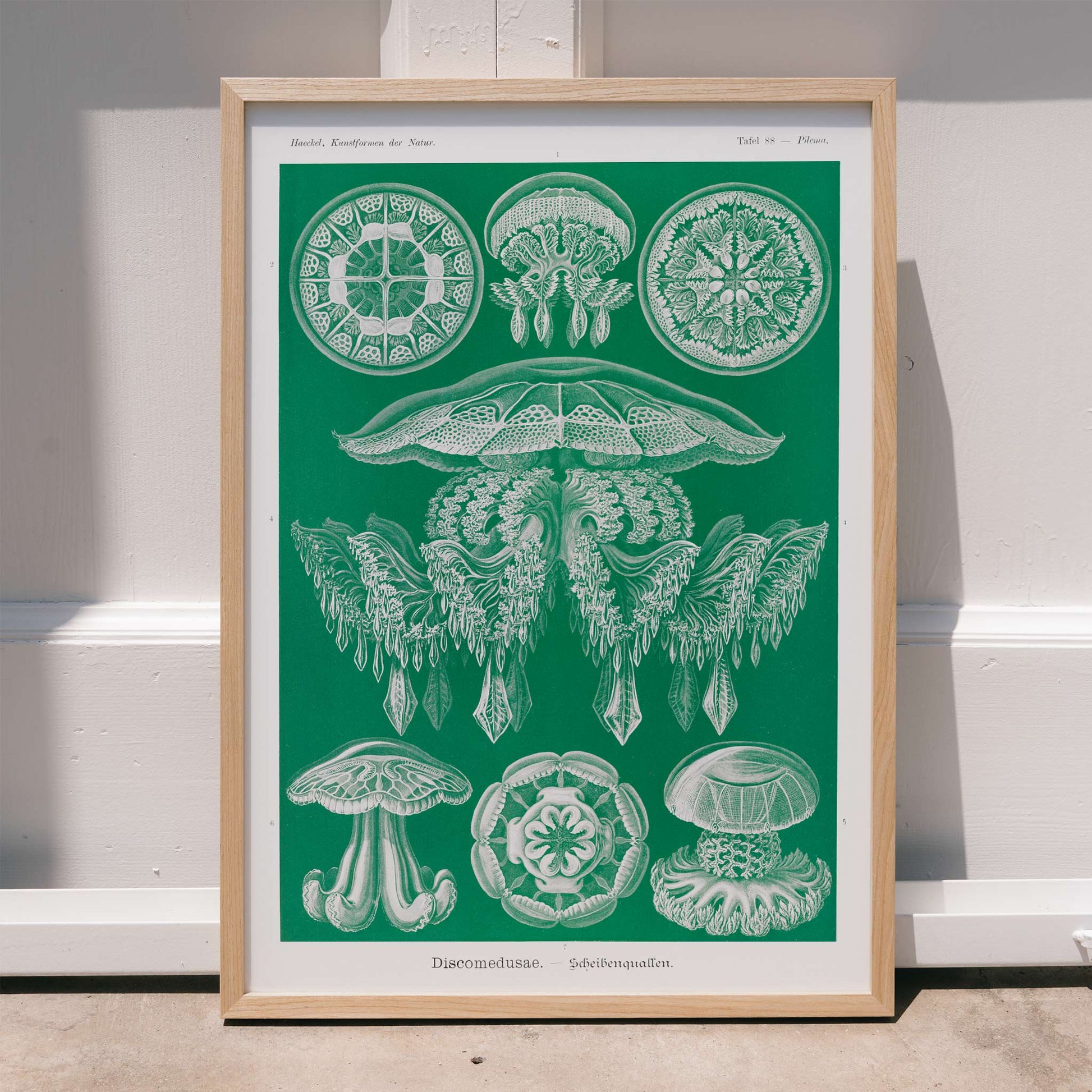 Detailed jellyfish illustrations Discomedusae Scheibenquallen by Ernst Haeckel wall art poster Kunstformen der Natur decor, framed and displayed in modern living room decor