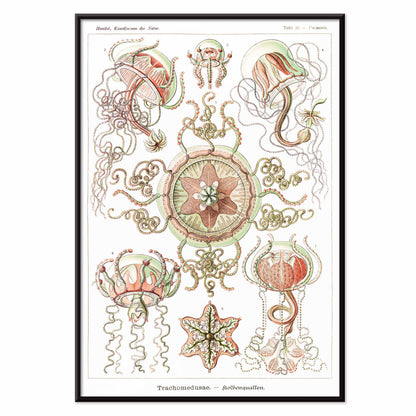 Colorful artistic illustration of jellyfish and marine life from Trachomedusae Kolbenquallen by Ernst Haeckel Kunstformen der Natur, with black aluminium frame on white background