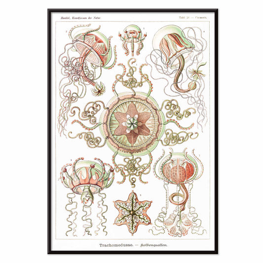 Colorful artistic illustration of jellyfish and marine life from Trachomedusae Kolbenquallen by Ernst Haeckel Kunstformen der Natur, with black aluminium frame on white background