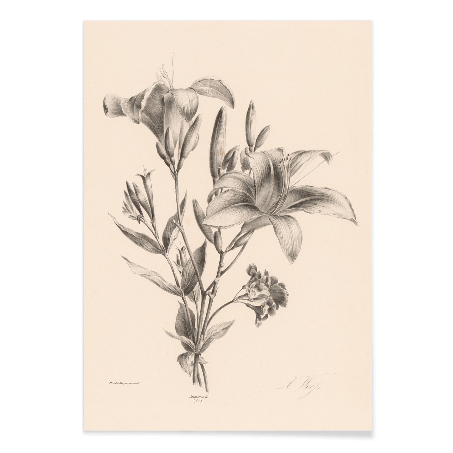 Detailed black and white botanical illustration of two lilies by Anton Weiss titled Two black and white lilies poster, with black aluminium frame on white background