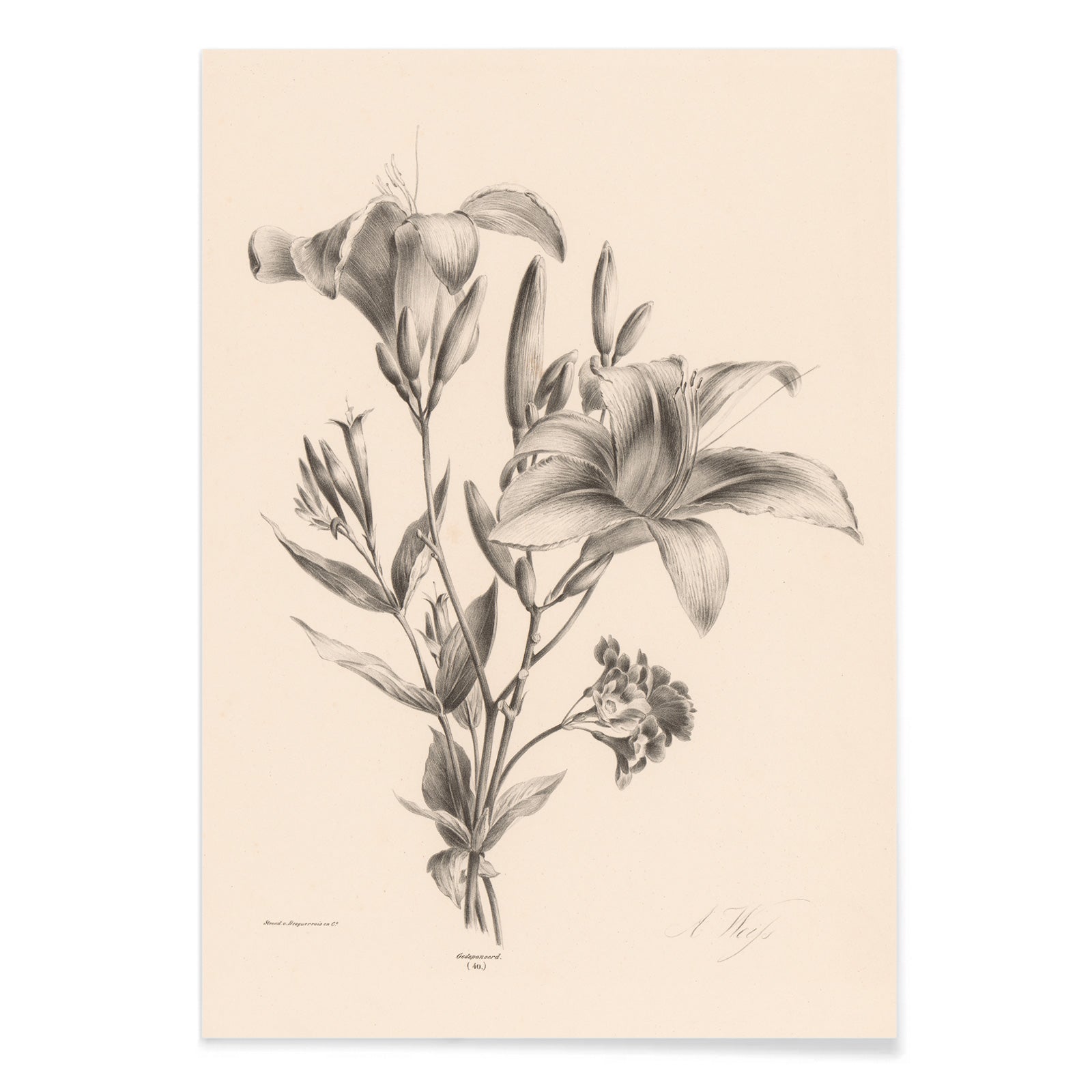 Detailed black and white botanical illustration of two lilies by Anton Weiss titled Two black and white lilies poster, with black aluminium frame on white background