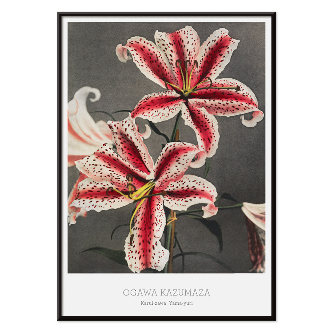 Hand colored collotype of lily flowers by Kazumasa Ogawa from Some Japanese Flowers poster, with black aluminium frame on white background