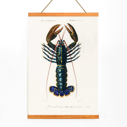 Crimson Crawfish Palemon Ornatum scientific marine life illustration by Charles Dessalines D Orbigny poster artwork, with wooden magnetic frame on white background