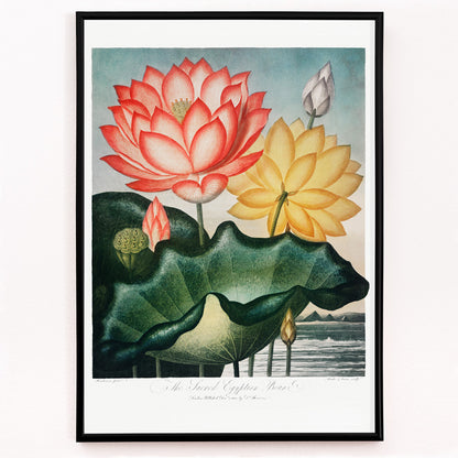 Closeup detail of Botanical illustration and poster of vibrant red and yellow lotus flowers with large green leaves The Sacred Egyptian Bean from The Temple of Flora by Robert John Thornton
