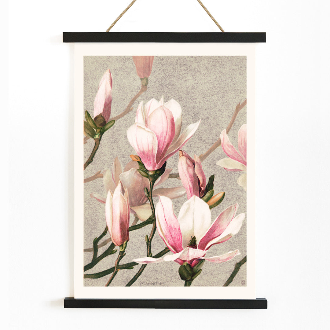Magnolia flower botanical art print and poster in high resolution by L Prang and Co featuring detailed pink and white magnolia flowers, with wooden magnetic frame on white background