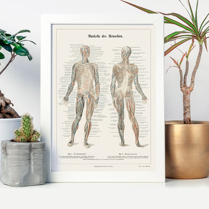 Antique lithograph poster of the human musculature system from Meyers Konversations Lexikon encyclopedia, framed and displayed in home decor