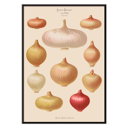 Illustration and poster of various onions by Ernst Benary from Album Benary showcasing different shapes and colors, with black aluminium frame on white background