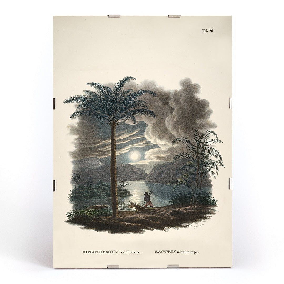 Tropical landscape with palm trees and river at sunset with canoe by Carl Friedrich Philipp von Martius from Historia Naturalis Palmarum Bactris acanthocarpa, framed and displayed in modern living room decor