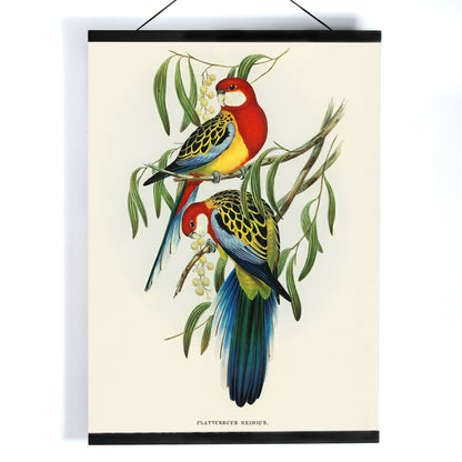 Colorful Rose-hill Parakeet birds perched on branches artwork by Elizabeth Gould poster, with wooden magnetic frame on white background
