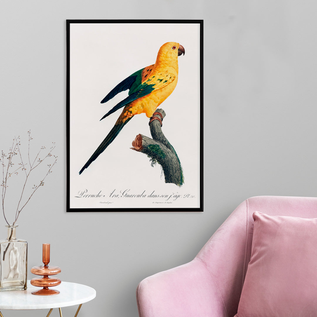 Colorful Sun Parakeet perched on branch illustration by Francois Levaillant from Natural History of Parrots artwork poster, framed and displayed in home decor