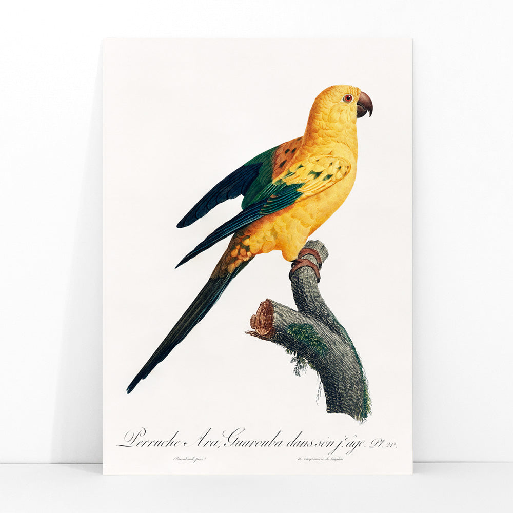 Colorful Sun Parakeet perched on branch illustration by Francois Levaillant from Natural History of Parrots artwork poster, framed and displayed in modern living room decor