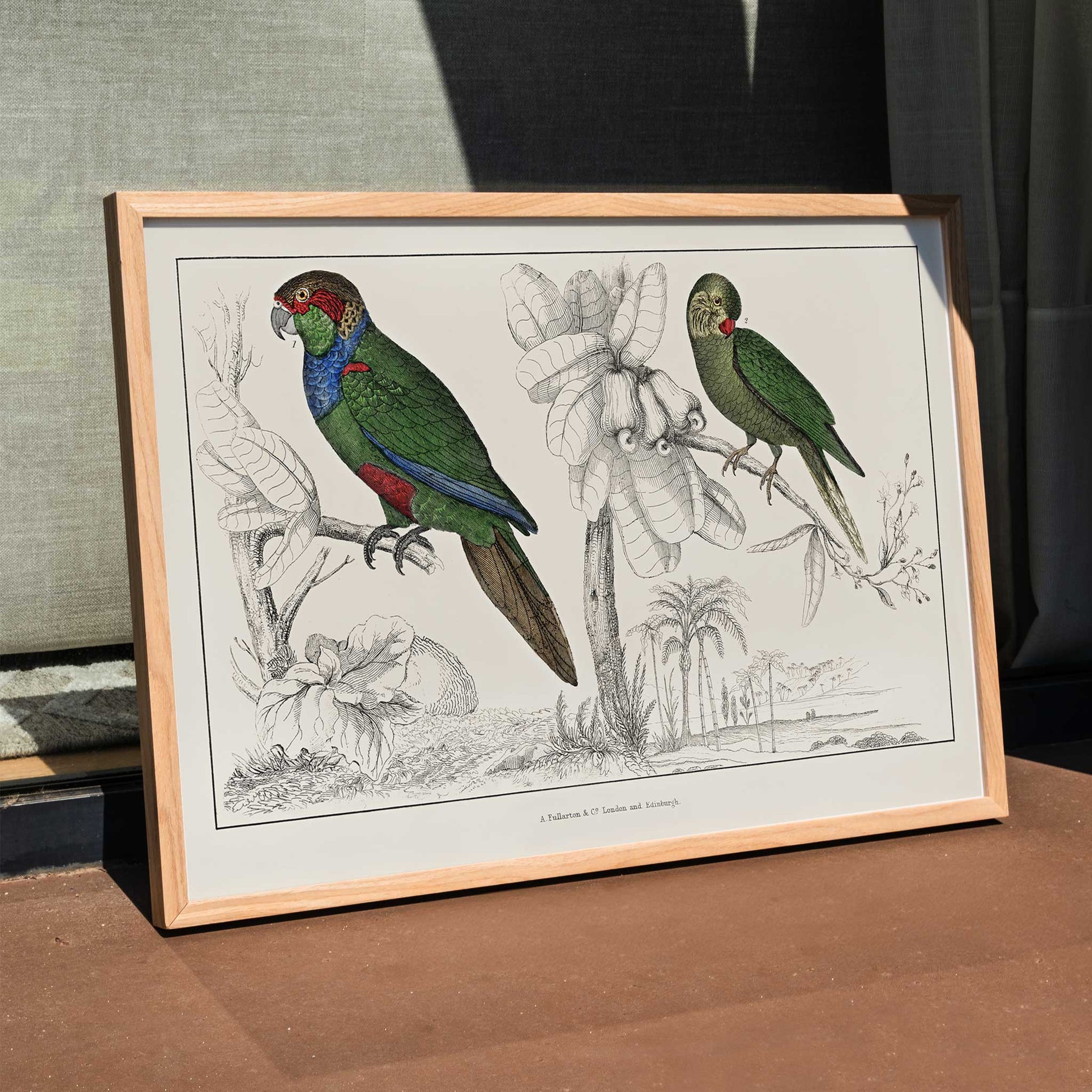 Colorful parakeets perched on branches illustrated by Oliver Goldsmith from The History of the Earth and Animated Nature poster, framed and displayed in modern living room decor