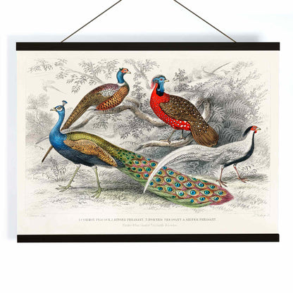 Vibrant illustration and poster of peacock and pheasants including Common Peacock Ringed Pheasant Horned Pheasant and Silver Pheasant by Oliver Goldsmith from A History of the Earth and Animated Nature, with wooden magnetic frame on white background