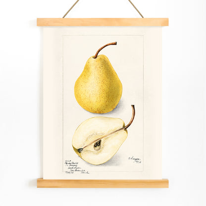 Botanical art of whole and sliced pears Pyrus Communis by Bertha Heiges for wall decor or kitchen illustration, with wooden magnetic frame on white background