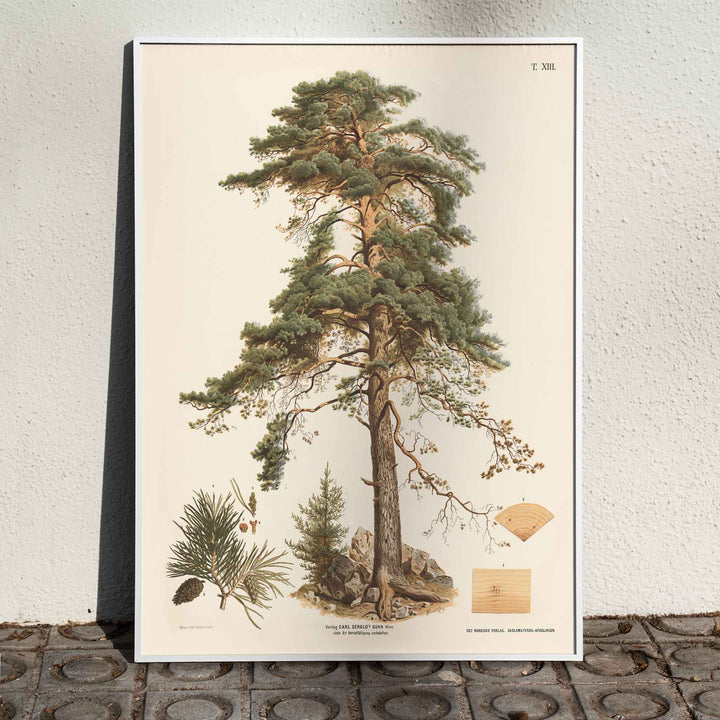 Johann Kautsky Pine Tree Botanical Illustration poster with mature pine, needles, cones and young sapling, framed and displayed in home decor