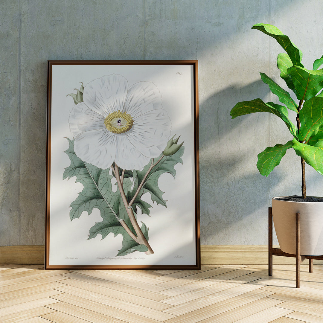 , framed and displayed in home decor