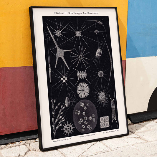 Detailed black and white illustration of freshwater plankton organisms scientific artwork Plankton II by The Institute of Liepzig poster, framed and displayed in home decor