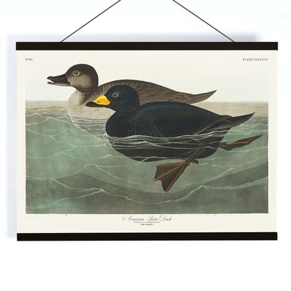 American Scoter ducks swimming in water artwork by John James Audubon Birds of America poster, with wooden magnetic frame on white background