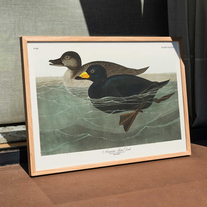 American Scoter ducks swimming in water artwork by John James Audubon Birds of America poster, framed and displayed in modern living room decor