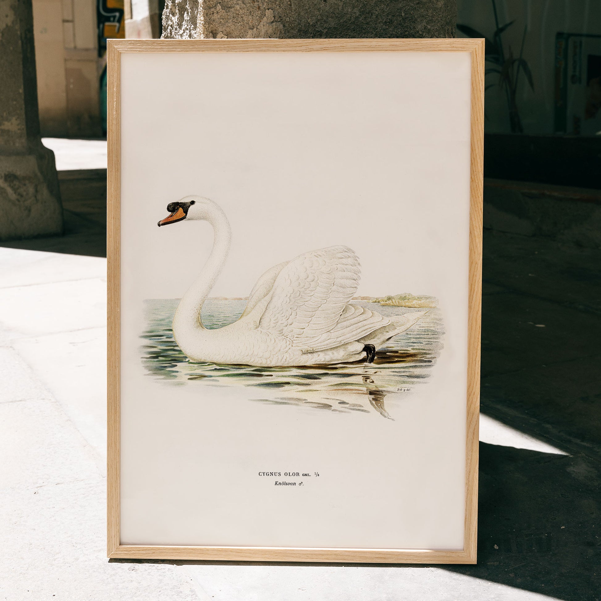 Mute Swan male Cygnus olor detailed illustration on water by The von Wright brothers poster and artwork, framed and displayed in home decor