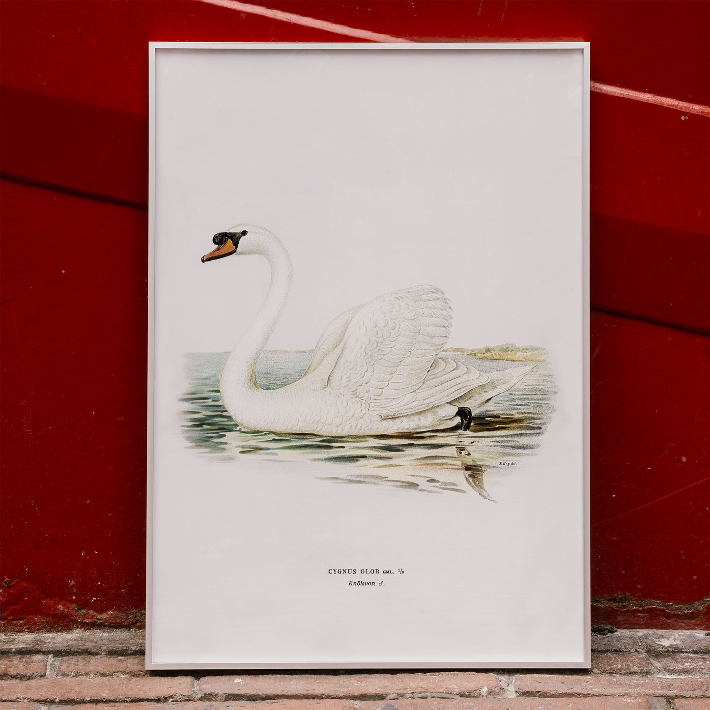 Mute Swan male Cygnus olor detailed illustration on water by The von Wright brothers poster and artwork, framed and displayed in modern living room decor