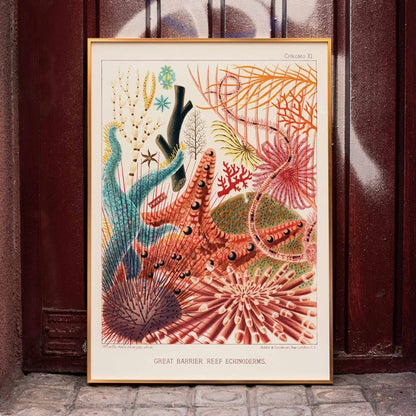 Colorful poster of Great Barrier Reef echinoderms by William Saville-Kent from The Great Barrier Reef of Australia, framed and displayed in home decor
